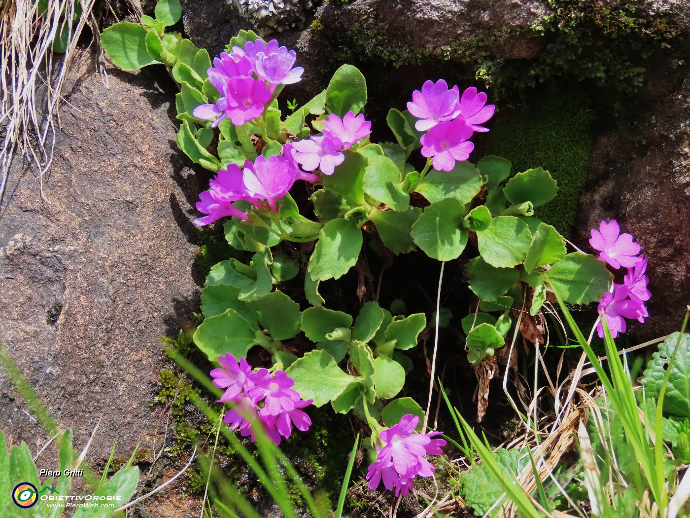 26 Primula hirsuta.JPG